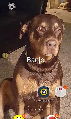 Name Dog Banjo
