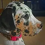 Dog, Dalmatian, Carnivore, Dog breed, Whiskers, Fawn, Working Animal, Snout, Terrestrial Animal, Collar, Canidae, Companion dog, Working Dog, Non-sporting Group, Guard Dog