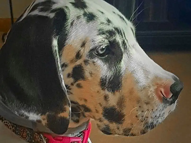 Dog, Dalmatian, Carnivore, Dog breed, Whiskers, Fawn, Working Animal, Snout, Terrestrial Animal, Collar, Canidae, Companion dog, Working Dog, Non-sporting Group, Guard Dog