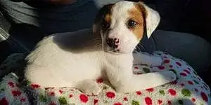 Name Jack Russell Dog Marshmallow