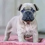 Dog, Pug, Eyes, Carnivore, Dog breed, Fawn, Companion dog, Whiskers, Wrinkle, Snout, Terrestrial Animal, Working Animal, Door, Non-sporting Group, Toy Dog, Canidae, Ancient Dog Breeds
