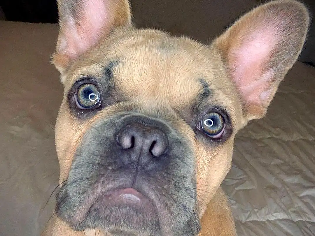 Nose, Head, Dog, Eyes, Dog breed, Carnivore, Ear, Iris, Whiskers, Companion dog, Fawn, Wrinkle, Snout, Bulldog, Toy Dog, Working Animal, Close-up, Terrestrial Animal, Canidae, Comfort