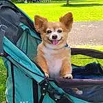 Dog, Green, Dog breed, Carnivore, Plant, Fawn, Outdoor Furniture, Companion dog, Tree, Grass, Leisure, Dog Supply, Folding Chair, Recreation, Snout, Chair, Working Animal, Luggage And Bags, Bag
