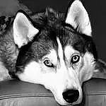 Dog, Carnivore, Sled Dog, Dog breed, Style, Black-and-white, Whiskers, Companion dog, Snout, Black & White, Monochrome, Furry friends, Darkness, Canis, Canidae, Working Dog, Terrestrial Animal, Wolf, Ancient Dog Breeds