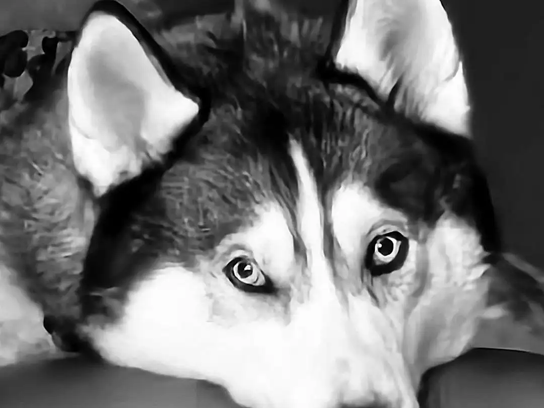Dog, Carnivore, Sled Dog, Dog breed, Style, Black-and-white, Whiskers, Companion dog, Snout, Black & White, Monochrome, Furry friends, Darkness, Canis, Canidae, Working Dog, Terrestrial Animal, Wolf, Ancient Dog Breeds