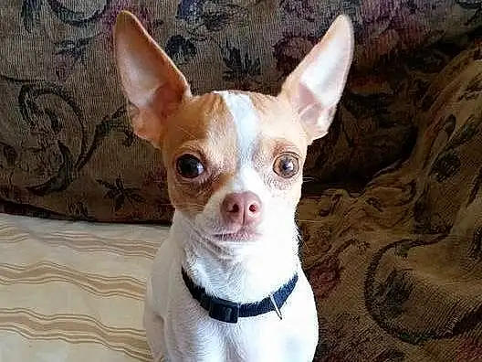 Head, Dog, Dog breed, Carnivore, Whiskers, Ear, Companion dog, Working Animal, Fawn, Toy Dog, Snout, Chihuahua, Canidae, Wood, Terrestrial Animal, Dog Supply, Furry friends, Corgi-chihuahua, Non-sporting Group