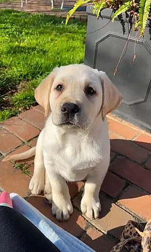 Name Labrador Retriever Dog Miller