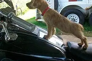 Norfolk Terrier Dog Izzy