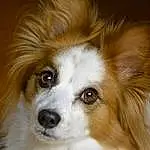 Dog, Eyes, Carnivore, Dog breed, Iris, Whiskers, Fawn, Companion dog, Snout, Furry friends, Canidae, Toy Dog, Herding Dog, Working Animal, Terrestrial Animal, Liver, Working Dog, Australian Shepherd