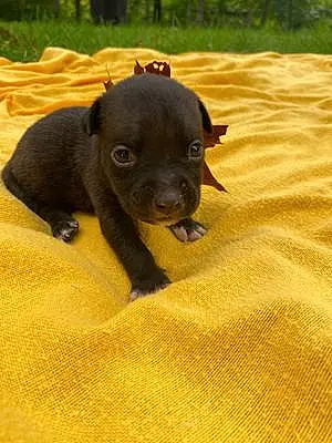 Name Pitt Bull Terrier Dog Leia