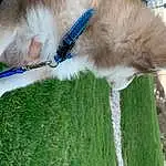 Dog, Dog breed, Carnivore, Collar, Plant, Grass, Fawn, Companion dog, Snout, Tail, Dog Collar, Sky, Electric Blue, Canidae, Furry friends, Leash, Water, Pet Supply, Dog Sports