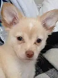 Name Chihuahua Dog Pebbles