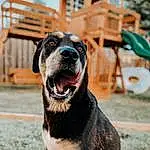 Dog, Dog breed, Plant, Whiskers, Carnivore, Fawn, Companion dog, Collar, Australian Cattle Dog, Outdoor Furniture, Ball, Canidae, Window, Terrestrial Animal, Street dog, Guard Dog, Working Dog, Furry friends, Paw