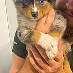 Dog, Hand, Dog breed, Carnivore, Gesture, Companion dog, Fawn, Snout, Whiskers, Furry friends, Terrestrial Animal, Canidae, Toy Dog, Paw, Puppy, Australian Shepherd, Working Dog, Nail