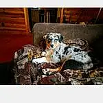 Dog, Carnivore, Dog breed, Companion dog, Snout, Rectangle, Wood, Terrestrial Animal, Couch, Comfort, Working Animal, Canidae, Chair, Furry friends, Pattern, Paw, Whiskers, Tail, Metal