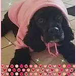 Dog, Dog breed, Carnivore, Pink, Companion dog, Liver, Magenta, Dog Supply, Font, Photo Caption, Furry friends, Carmine, Fashion Accessory, Spaniel, Canidae, Lace Wig, Pattern