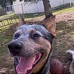 Dog, Plant, Dog breed, Carnivore, Collar, Fence, Fawn, Fang, Tree, Snout, Whiskers, Working Animal, Grass, Soft Drink, Australian Cattle Dog, Terrestrial Animal, East-european Shepherd, Soil, Working Dog