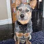Dog, Dog breed, Carnivore, Bookcase, Shelf, Companion dog, Snout, Whiskers, Herding Dog, Australian Cattle Dog, Curtain, Shelving, Canidae, Furry friends, Picture Frame, Door, Texas Heeler, Working Dog