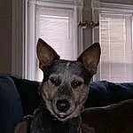 Dog, Dog breed, Jaw, Window, Carnivore, Fawn, Companion dog, Window Blind, Whiskers, Snout, Herding Dog, Comfort, Couch, Canidae, Curtain, Working Animal, Terrestrial Animal, Working Dog, Furry friends