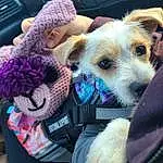 Dog, Toy, Carnivore, Hat, Fawn, Dog breed, Companion dog, Whiskers, Vehicle Door, Stuffed Toy, Cap, Car Seat, Selfie, Plush, Furry friends, Vroom Vroom, Felidae, Toy Dog, Fashion Accessory