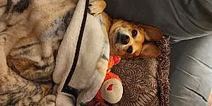Name Beagle Dog Sasha