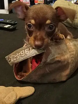 Name Chihuahua Dog Dixie