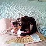 Dog, Comfort, Dog breed, Carnivore, Fawn, Companion dog, Couch, Working Animal, Linens, Room, Canidae, Felidae, Pillow, Liver, Bed, Bedding, Toy Dog, Small To Medium-sized Cats, Nap