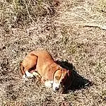 Dog, Plant, Carnivore, Dog breed, Grass, Terrestrial Animal, Snout, Companion dog, Tail, Soil, Wood, Canidae, Scent Hound, Grazing, Grassland, Hunting Dog