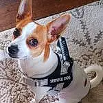 Dog, Dog Supply, Carnivore, Collar, Dog breed, Whiskers, Fawn, Chihuahua, Companion dog, Toy Dog, Working Animal, Snout, Dog Collar, Terrier, Canidae, Pet Supply, Dog Clothes, Terrestrial Animal, Furry friends