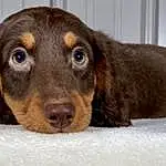 Dog, Eyes, Dog breed, Carnivore, Liver, Companion dog, Whiskers, Pet Supply, Ear, Working Animal, Spaniel, Snout, Terrestrial Animal, Gun Dog, Canidae, Hunting Dog, Furry friends