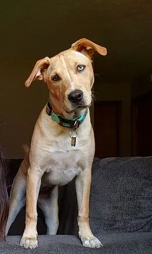 Name Pitt Bull Terrier Dog Eva