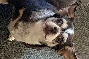 Name Chihuahua Dog Fred