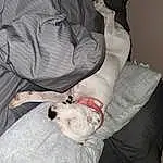 Dog, Comfort, Dog breed, Carnivore, Gesture, Grey, Companion dog, Fawn, Couch, Pillow, Linens, Furry friends, Canidae, Human Leg, Toy Dog, Sitting, Wrinkle, Knee, Nap