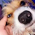 Dog, Dog breed, Carnivore, Whiskers, Companion dog, Fawn, Eyelash, Snout, Toy Dog, Close-up, Furry friends, Canidae, Paw, Working Animal, Terrier, Puppy love, Puppy, Small Terrier, Photography