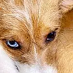 Dog, Dog breed, Carnivore, Whiskers, Ear, Companion dog, Fawn, Terrestrial Animal, Snout, Close-up, Canidae, Furry friends, Fox, Canis, Puppy, Swift Fox, Tail