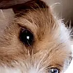 Dog, Dog breed, Carnivore, Ear, Eyelash, Iris, Companion dog, Whiskers, Fawn, Snout, Liver, Toy Dog, Close-up, Working Animal, Terrier, Furry friends, Canidae, Terrestrial Animal, Small Terrier