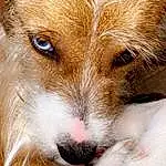 Dog, Dog breed, Carnivore, Whiskers, Companion dog, Fawn, Terrestrial Animal, Snout, Close-up, Comfort, Furry friends, Paw, Canidae