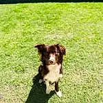 Dog, Dog breed, Carnivore, Liver, Plant, Companion dog, Fawn, Grass, Snout, Tints And Shades, Lawn, Canidae, Furry friends, Tail, Spaniel, Working Animal, Toy Dog, Gun Dog, Working Dog