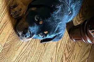 Name Rottweiler Dog Otto