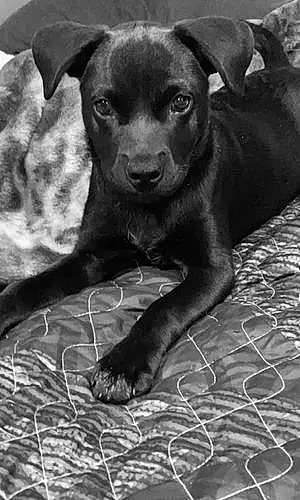 Black & White Mixed breed Dog Hinata