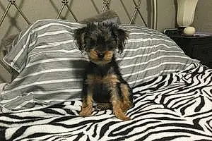 Name Yorkshire Terrier Dog Rocky