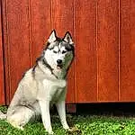 Dog, Plant, Wood, Carnivore, Dog breed, Fawn, Companion dog, Hardwood, Wood Stain, Tail, Grass, Plank, Siberian Husky, Furry friends, Foot, Plywood, Working Dog, Canidae, Canis