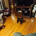 Brown, Wood, Carnivore, Wood Stain, Felidae, Living Room, Hardwood, Laminate Flooring, Varnish, Companion dog, Television, Curtain, Small To Medium-sized Cats, Comfort, Cabinetry, Wood Flooring, Tail, Room