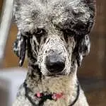 Dog, Eyes, Water Dog, Carnivore, Dog breed, Collar, Companion dog, Working Animal, Whiskers, Poodle, Snout, Toy Dog, Dog Collar, Wool, Furry friends, Terrier, Standard Poodle, Canidae, Puppy