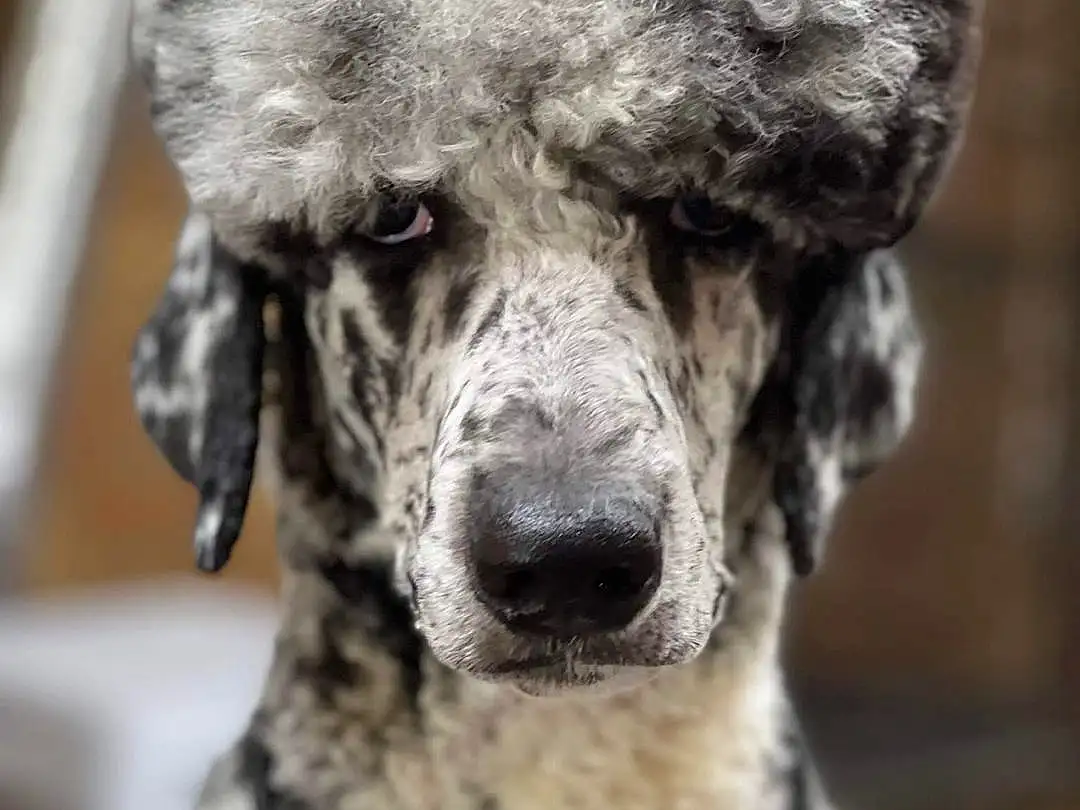 Dog, Eyes, Water Dog, Carnivore, Dog breed, Collar, Companion dog, Working Animal, Whiskers, Poodle, Snout, Toy Dog, Dog Collar, Wool, Furry friends, Terrier, Standard Poodle, Canidae, Puppy
