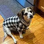 Dog, Dog breed, Carnivore, Wood, Pet Supply, Dog Supply, Companion dog, Couch, Tartan, Fawn, Working Animal, Hardwood, Snout, Wood Stain, Comfort, Plaid, Pattern