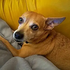 Name Chihuahua Dog Frankie