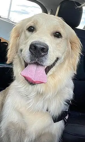 Name Golden Retriever Dog Evie