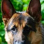 Dog, Eyes, Dog breed, Carnivore, Whiskers, Fawn, Herding Dog, Terrestrial Animal, Snout, German Shepherd Dog, Close-up, Canidae, Working Dog, Grass, Plant