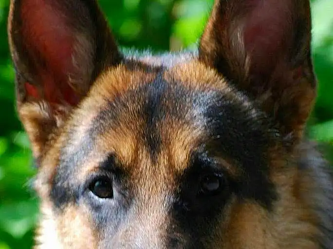 Dog, Eyes, Dog breed, Carnivore, Whiskers, Fawn, Herding Dog, Terrestrial Animal, Snout, German Shepherd Dog, Close-up, Canidae, Working Dog, Grass, Plant